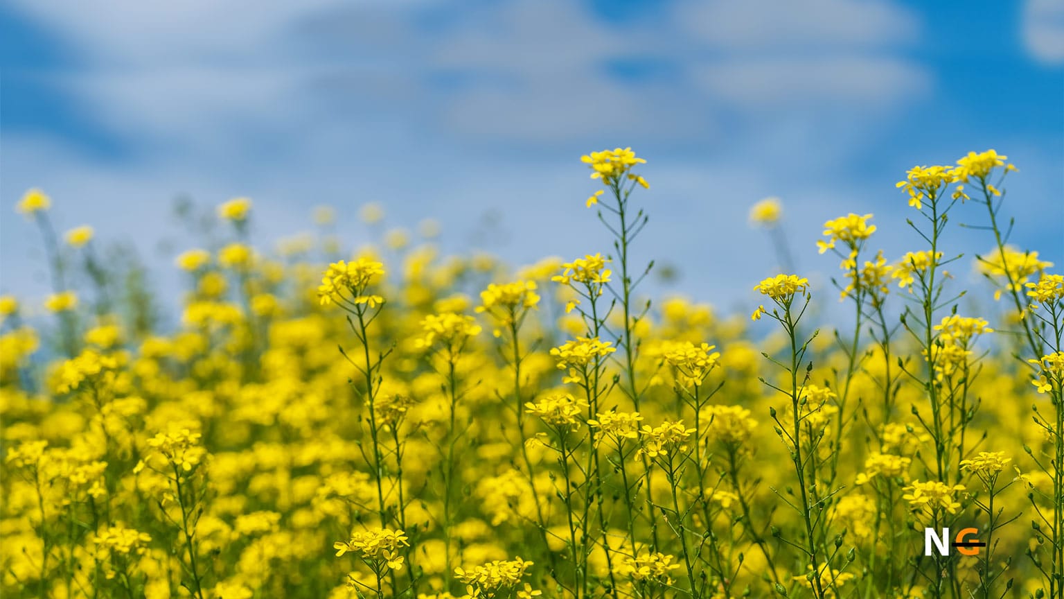 Is Canola Oil Gluten Free? What We Know About It. Nothing Gluten