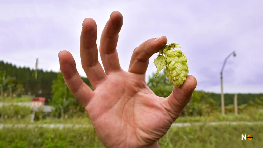 Hops Facts
