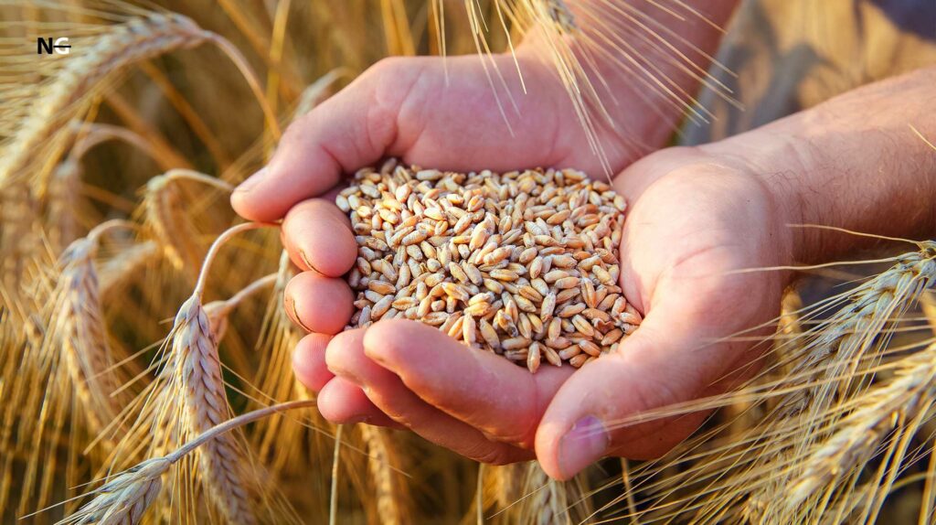 How Is Wheat Germ Produced