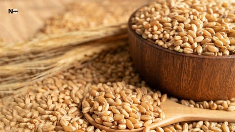 Does Defatted Wheat Germ Have Gluten