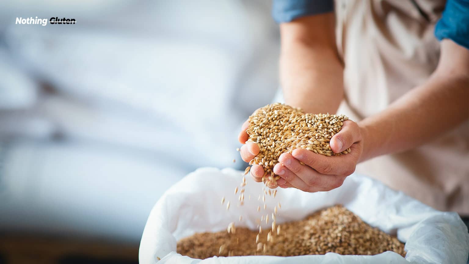Is Malt Flavor Gluten Free? Socking Truth! Nothing Gluten
