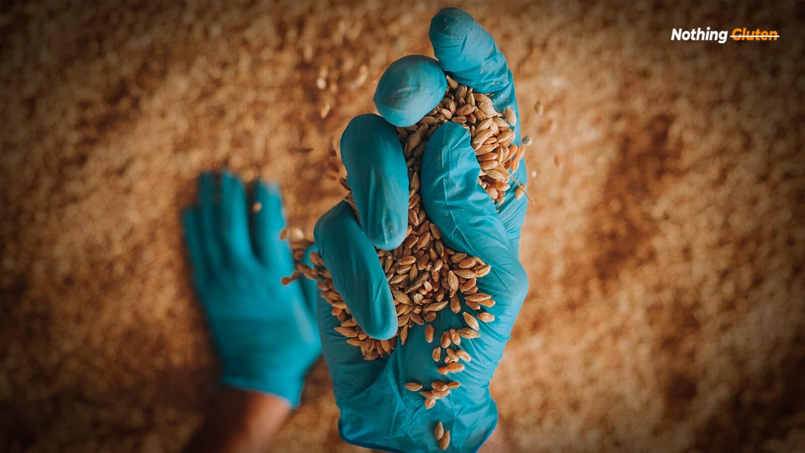 Is Malt Flavor Gluten Free? Socking Truth! Nothing Gluten