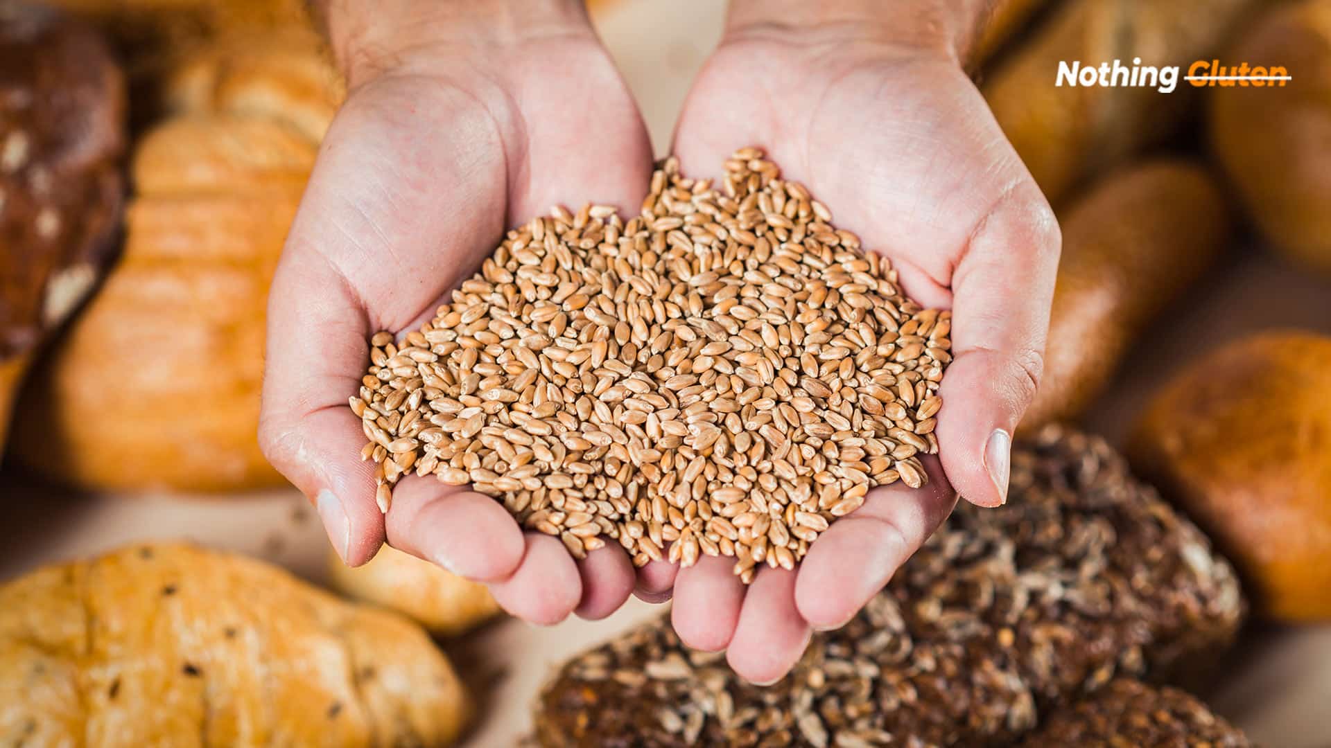 What Is Wheat Protein