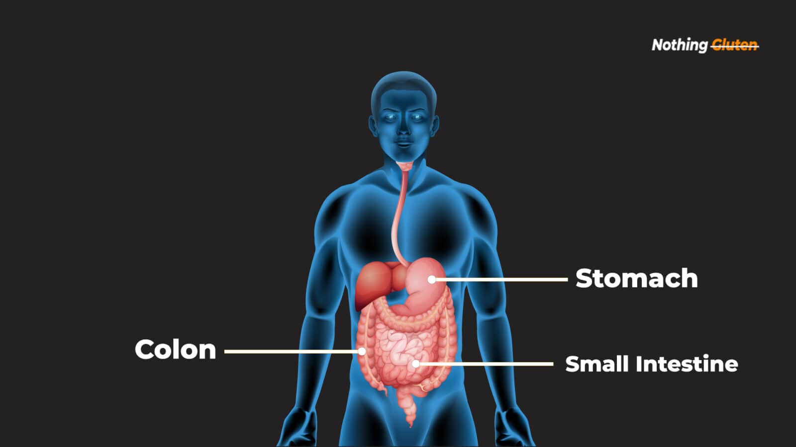 WHAT IS GLUTEN AND WHAT DOES IT DO TO YOUR BODY visual data 5