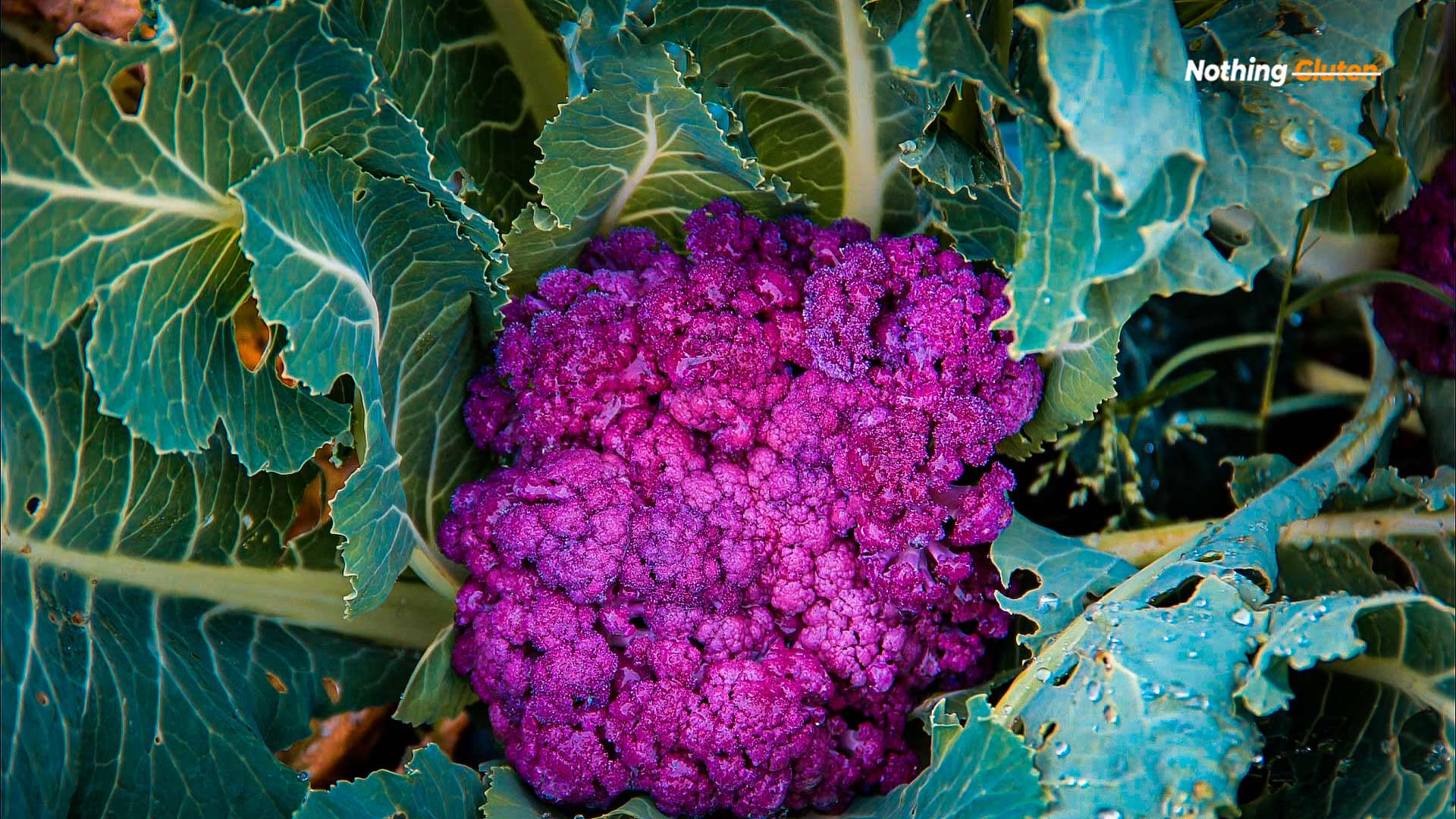 Is Cauliflower Healthy